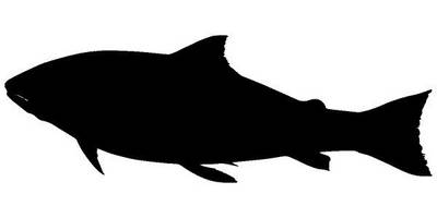 Животные 3706