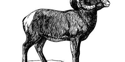 Животные 551