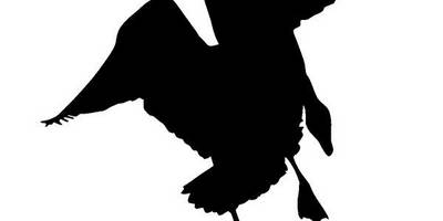 Животные 4012