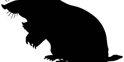 Животные 354