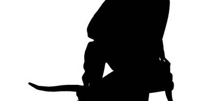 Животные 3497