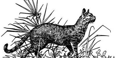 Животные 1298