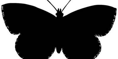 Животные бабочка 67