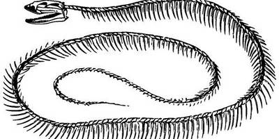 Животные 3943