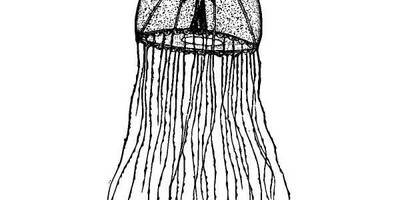 Животные 1273