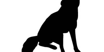 Животные 429