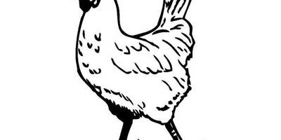 Животные 732