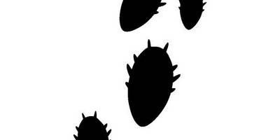 Животные 2058