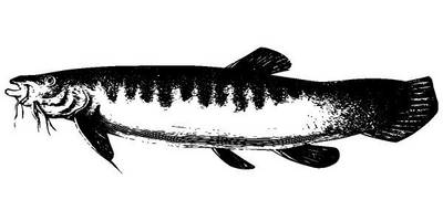 Животные 2655