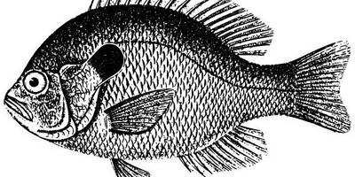 Животные 2647