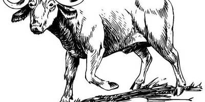 Животные 315