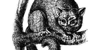 Животные 2583