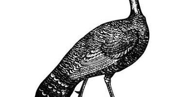 Животные 1001