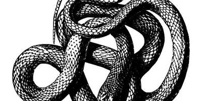 Животные 2791