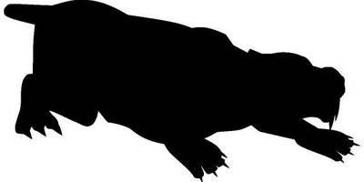 Животные 347