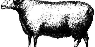 Животные 1003