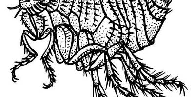 Животные 1264