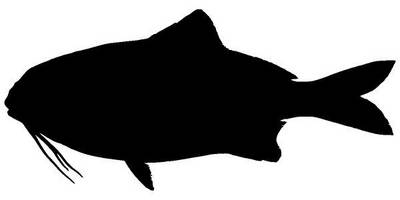 Животные 2164