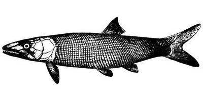 Животные 1256