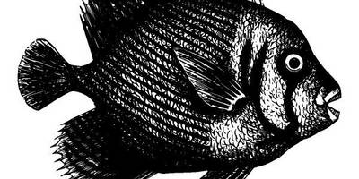 Животные 3688