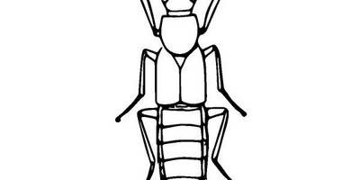 Животные 2443