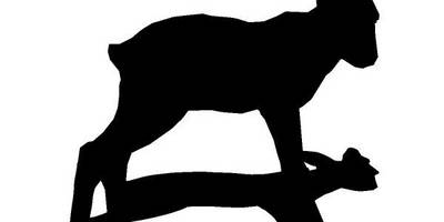 Животные 443