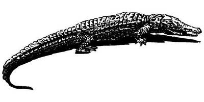 Животные 2690