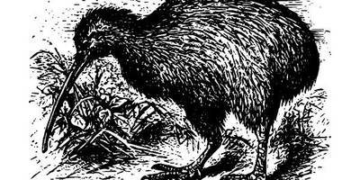 Животные 2578