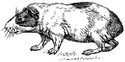 Животные 505