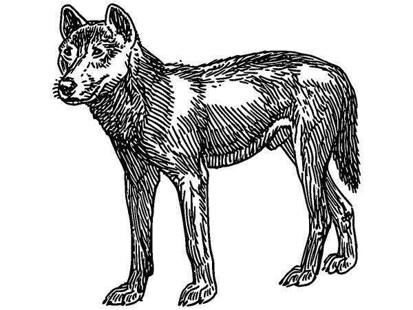 Животные 626 Животные 626