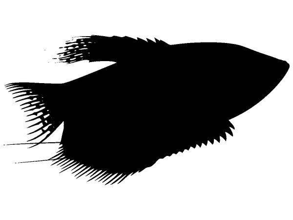 Животные 1300