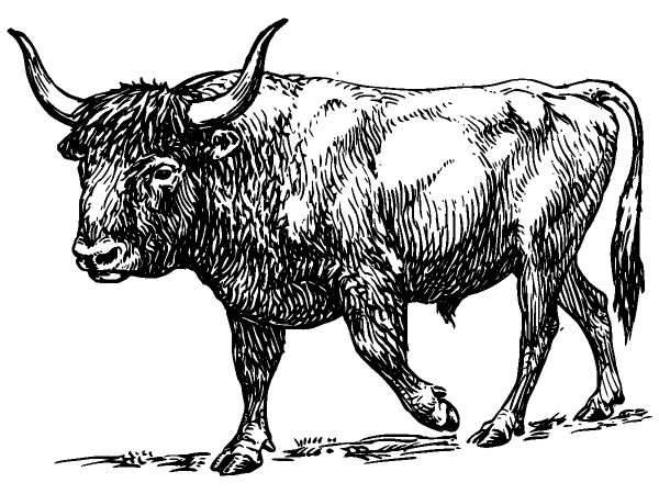 Животные 301