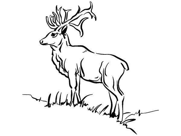 Животные 318