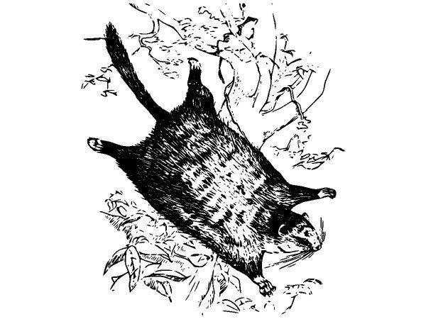 Животные 2616