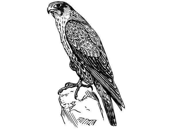 Животные 1079