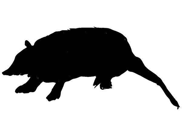 Животные 379 Животные 379