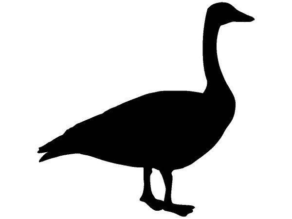 Животные 2364 Животные 2364