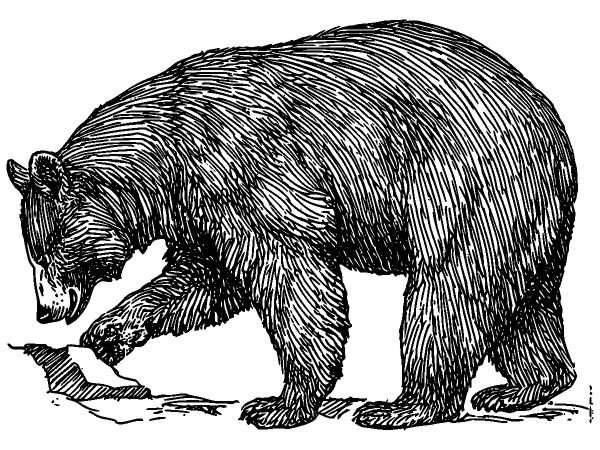 Животные 114