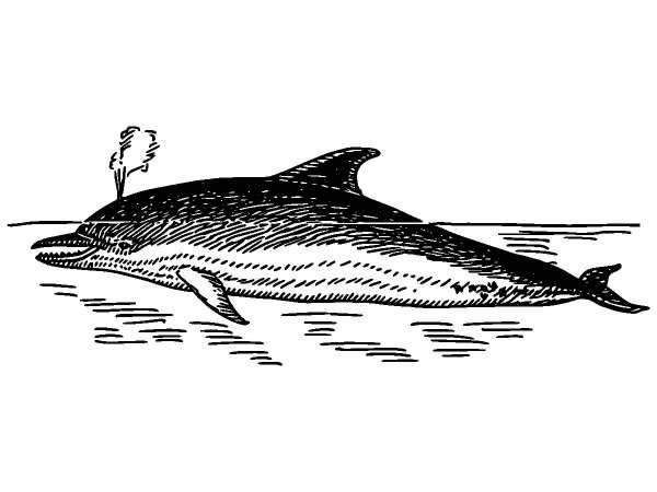 Животные 360