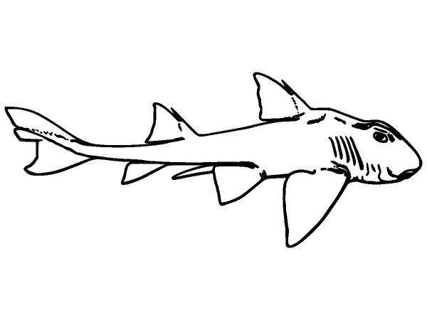 Животные 3567 Животные 3567