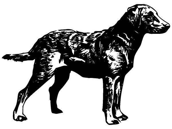 Животные 594