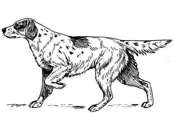 Животные 1113