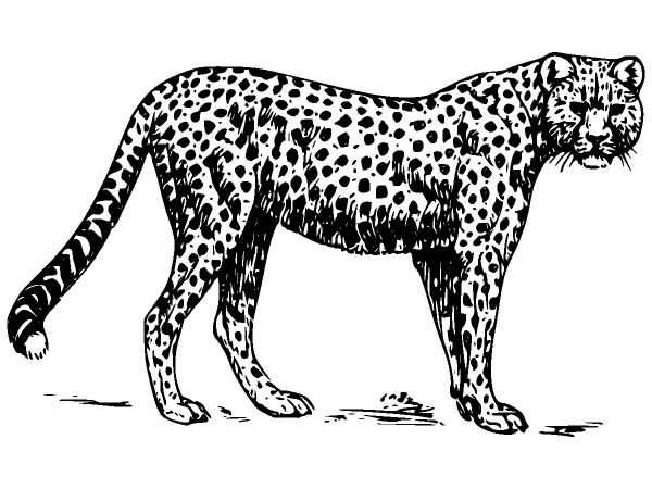 Животные 330