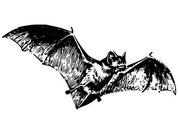 Животные 448