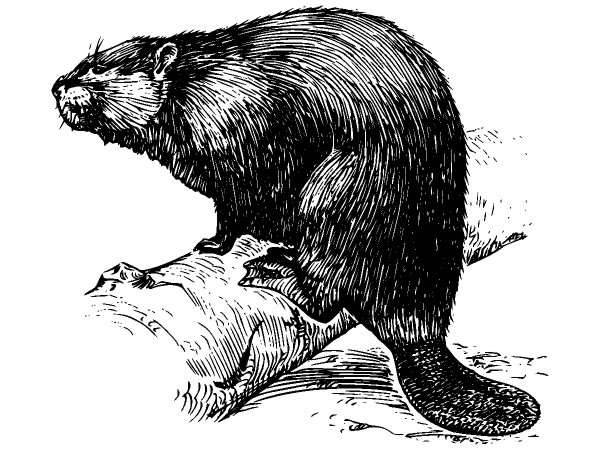 Животные 449