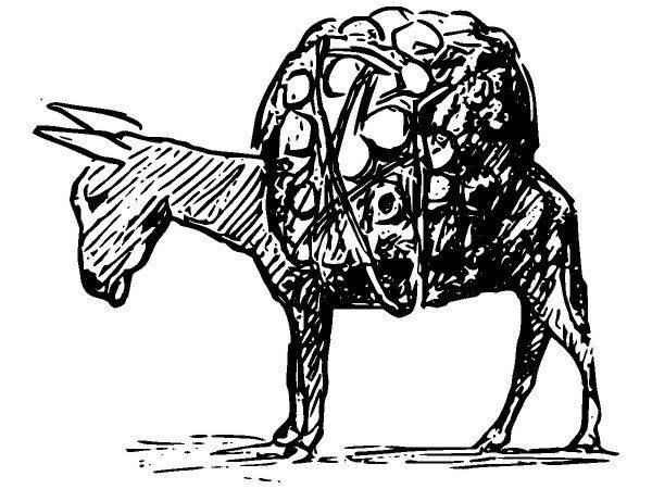 Животные 2686