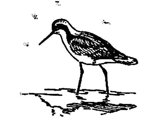 Животные 2915