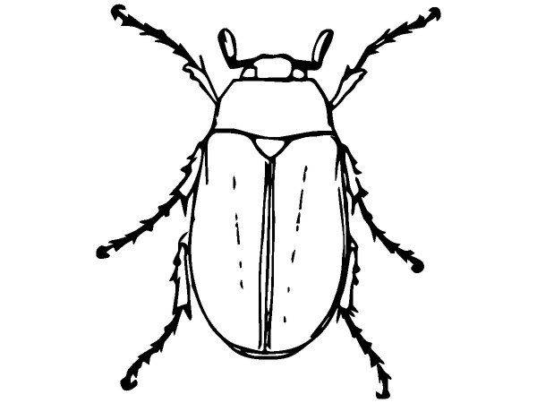 Животные 2448 Животные 2448