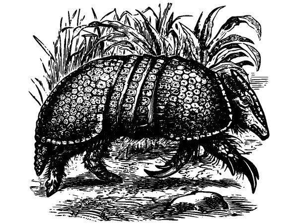 Животные 3832