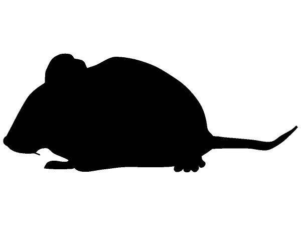 Животные 1527